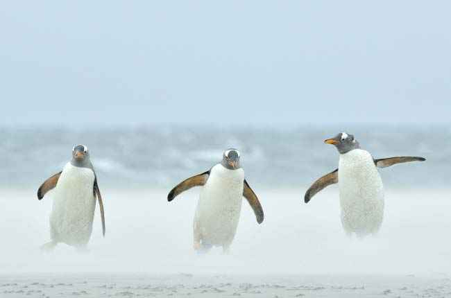 ms-roald-amundsen - imagenes 12