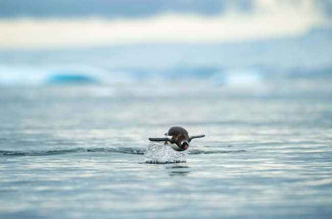 ms-roald-amundsen - imagenes 15