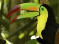 Zoo de Belize