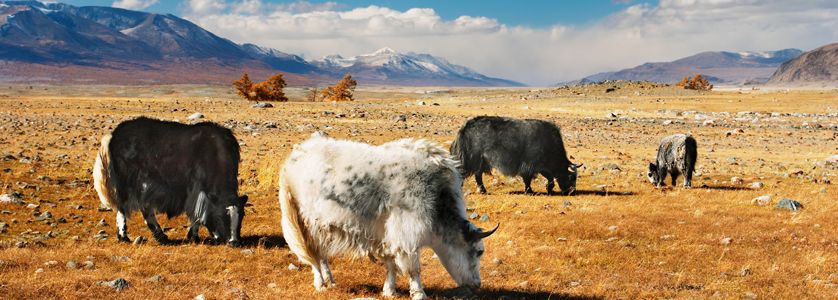 Destinazione Mongolia