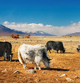 Destinazione Mongolia