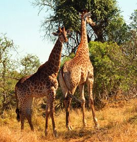 Kruger national park, witbank